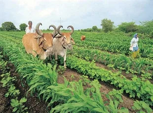 जैविक खेती