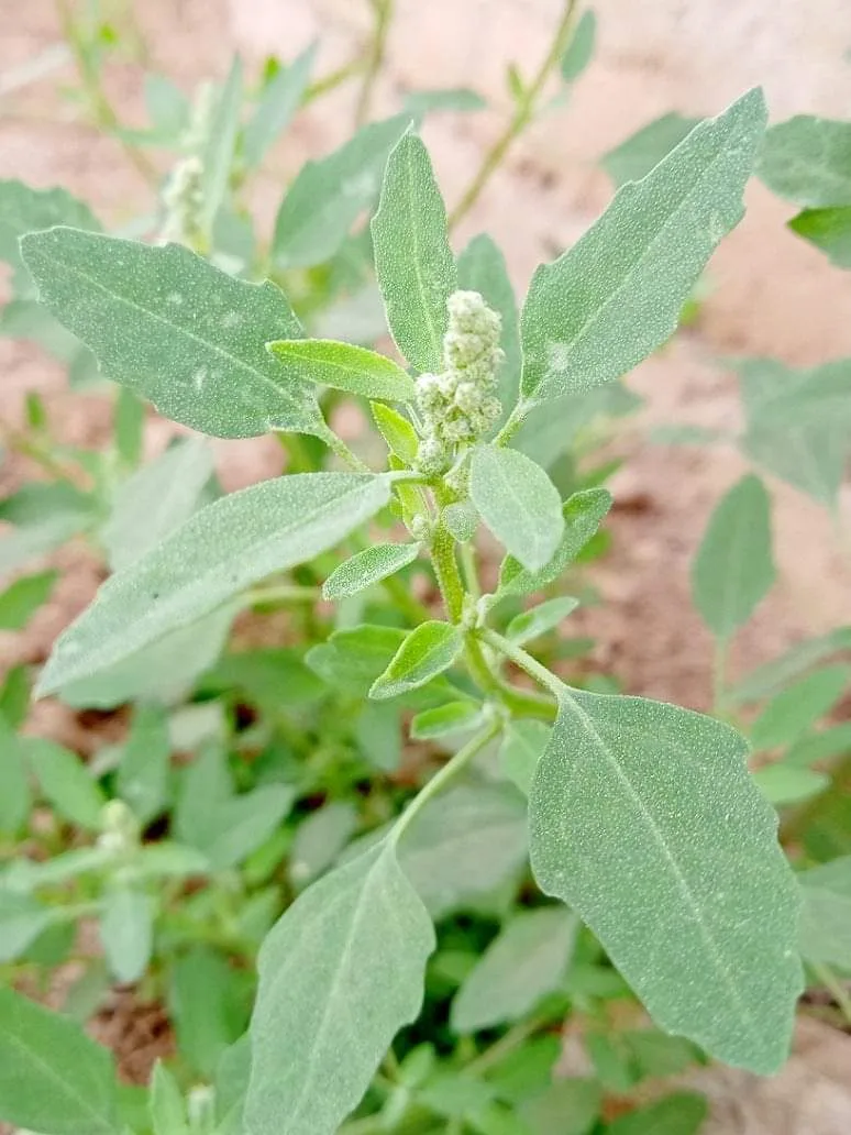 लाइलाज बीमारियों की औषधि है "बथुआ "