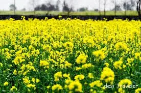 sarso ke kheti.....