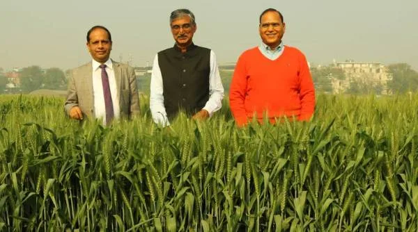 ICAR (The Indian Council of Agricultural Research) develops wheat 